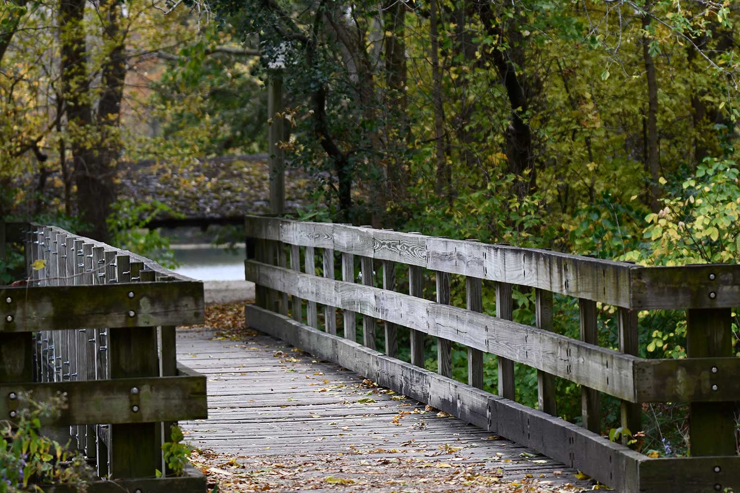A wooden trail bridge surrounded by trees beginning to turn shades of yellow and orange.